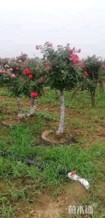 高度100厘米月季