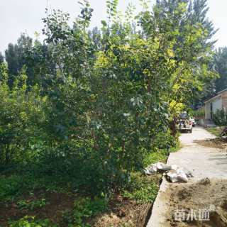 高度300厘米金银木