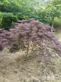 高度100厘米羽毛枫