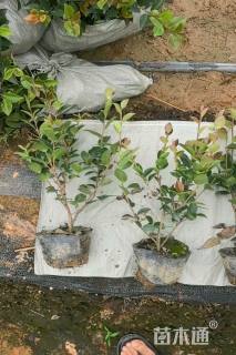 高度25厘米茶梅