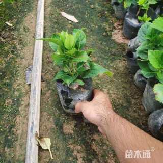 高度30厘米绣球