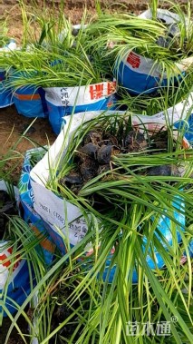 高度28厘米金叶石菖蒲