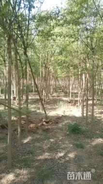 6公分旱柳