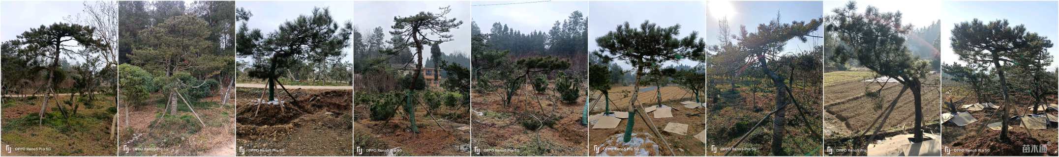 高度200厘米黑松
