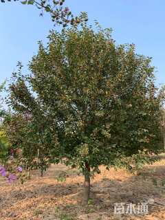 14公分绚丽海棠