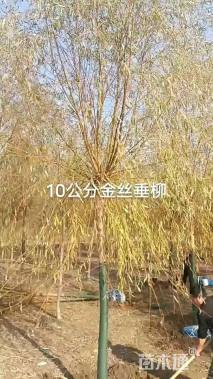 8公分金丝垂柳