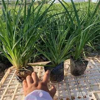 高度20厘米崂峪苔草