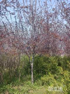 12公分北美海棠