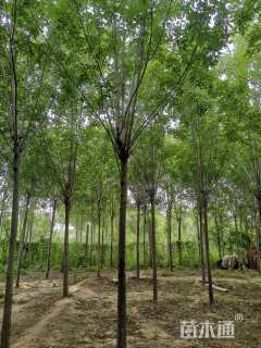 10公分速生白蜡