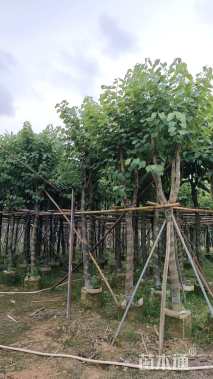 10公分洋紫荆