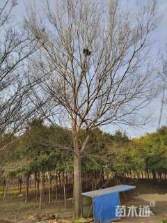 14公分榔榆