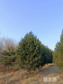 高度300厘米白皮松