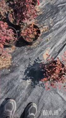 高度10厘米南天竹