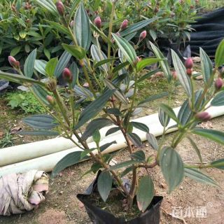 高度20厘米巴西野牡丹