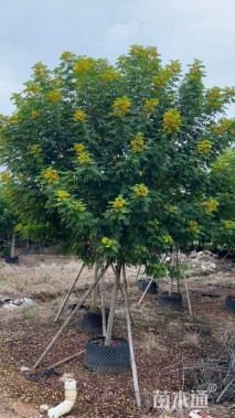 5公分黄槐