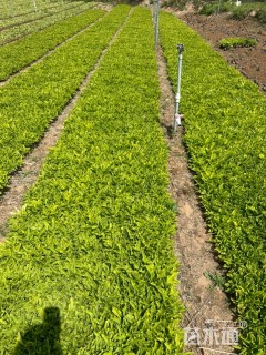 高度10厘米金边玉簪