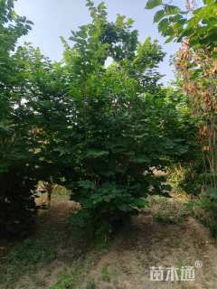 高度250厘米丛生紫荆