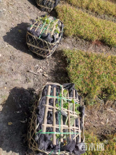 高度20厘米南天竹