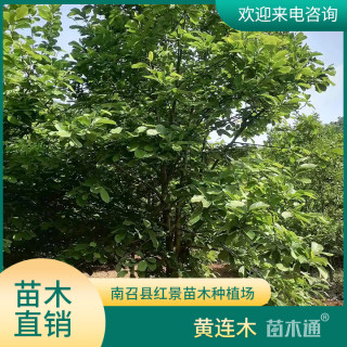 30公分黄连木