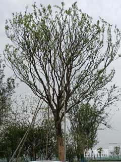 43公分朴树