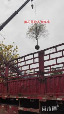12公分黄花风铃木