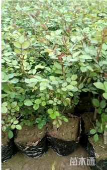 高度30厘米月季