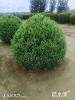 高度200厘米望都塔桧球