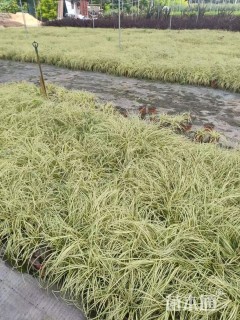 高度25厘米金丝苔草