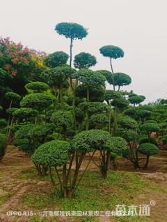 高度300厘米小叶女贞