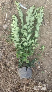 高度50厘米卫矛