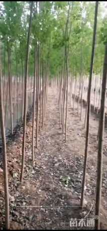 8公分美国红枫-秋火焰