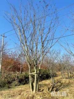 40公分丛生榉树