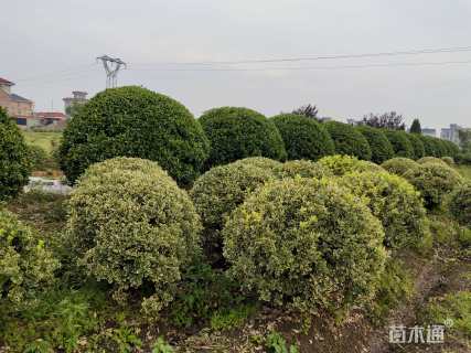 冠幅250厘米大叶黄杨球