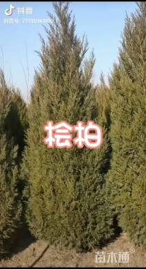 高度60厘米桧柏