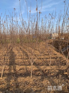 高度500厘米红苹果苗