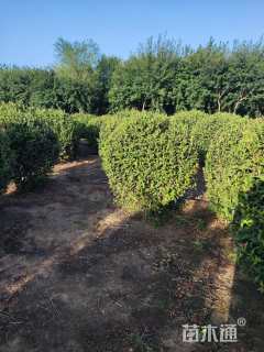 高度120厘米红王子锦带球