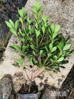 高度40厘米海桐小苗