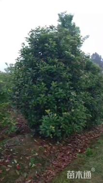 高度450厘米中华石楠