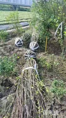 高度300厘米丛生木槿