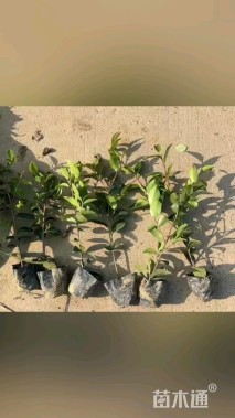 高度30厘米茶梅