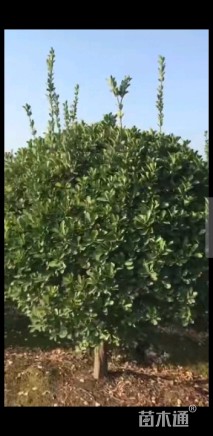 高度180厘米高杆大叶黄杨球