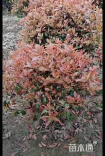 冠幅120厘米红叶石楠球