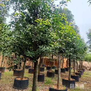 高度500厘米球花石楠