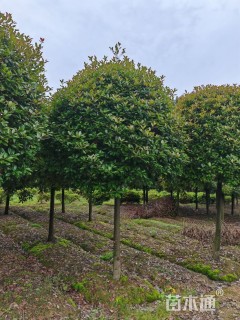 12公分高杆红叶石楠