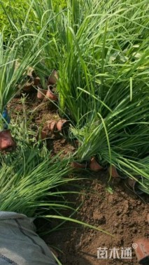 高度20厘米马莲