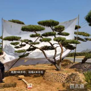 20公分造型黑松