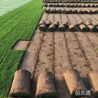 草卷状百慕大草