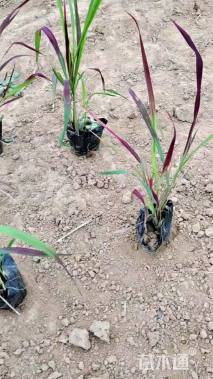 高度35厘米血草