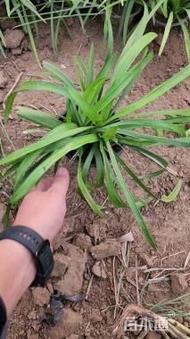 高度20厘米阔叶麦冬