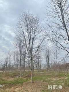 12公分美国红枫-秋火焰